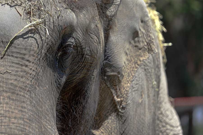 El área donde solía ser visitado, luce sola y triste, pues el gran ejemplar dejó un enorme vacío en el zoológico.