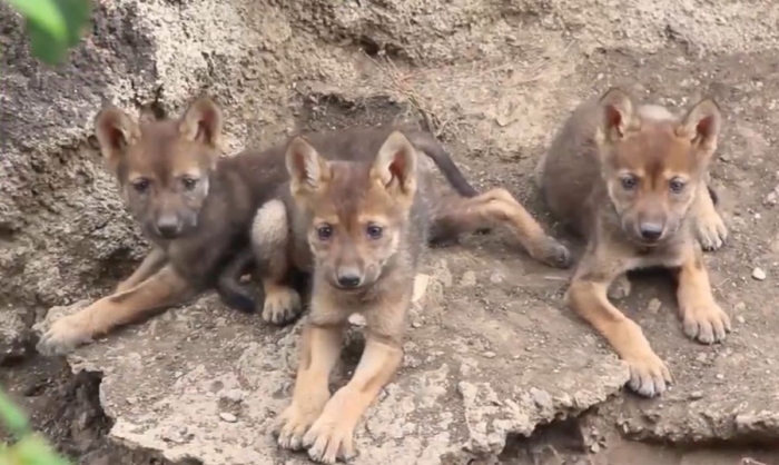 Nacen tres crías de lobo gris mexicano en Coahuila