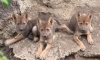 Nacen tres crías de lobo gris mexicano en Coahuila