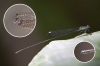 “Rara y muy grande”: descubren una nueva especie de libélula en las islas Fiyi