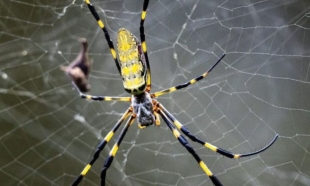 Se caracterizan por tener patrones rayados color negro, amarillo y verde, mientras que sobre el vientre destacan tonalidades rojizas.