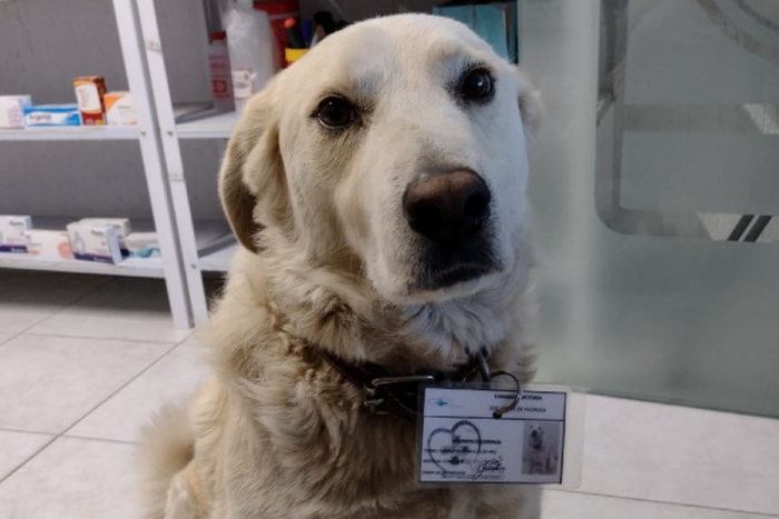 Farmacia contrata a perrito como jefe de seguridad