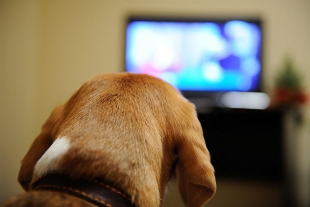 DOGTV llega a México: el primero con contenido exclusivo para perros