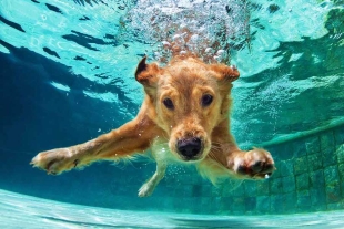 ¿Saldrás de vacaciones? Conoce los secretos para cuidar a tu mascota en el agua