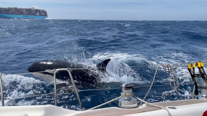 ¿Venganza? Aseguran que las orcas están aprendiendo a hundir barcos