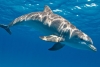 El calentamiento de los océanos está matando a los delfines