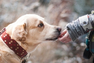 ¡Cuidado! Alertan por comida para perros y gatos contaminada