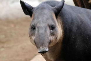 Día Internacional de Tapir: ¿conoces la especie que habita en nuestro país?
