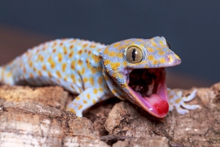 La criatura en cuestión es un gecko, en específico, un gecko tokay