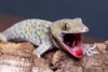 Este reptil no ve gente muerta, pero sí que posee un sexto sentido