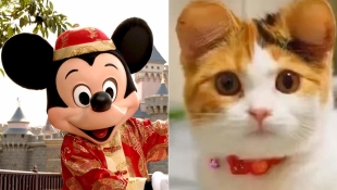 ¡Nueva polémica en China! Dueños cortan orejas de mascotas al estilo Mickey Mouse