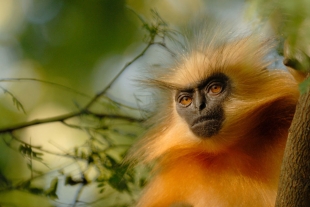 Murió el último langur dorado