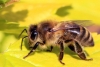 Cafeína es buena para la memoria… ¿¡de las abejas!?