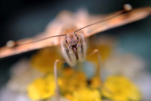 El equipo del CSIC estudió los isótopos estables de hidrógeno y estroncio a partir de las alas de las mariposas