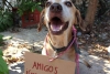 ‘Deko’, el perrito que vende postres para pagar su quimioterapia