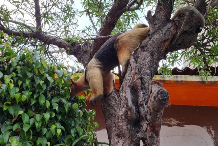 Un oso hormiguero fue rescatado por vecinos de la colonia Joyas de Aragón, en Nezahualcóyotl