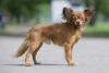 Russian Toy y Mudi, las nuevas razas de perros reconocidas por el American Kennel Club