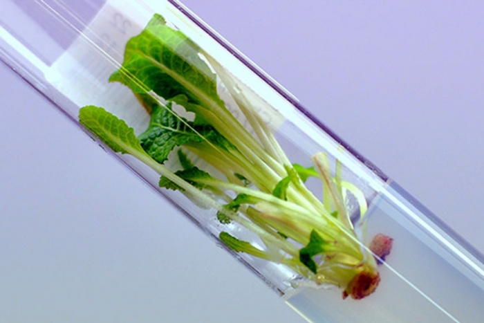 Cultivo in vitro crece frente a demanda de productos naturales