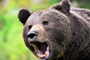 Criticaron fuertemente la decisión del gobierno local de priorizar la matanza de osos pardos