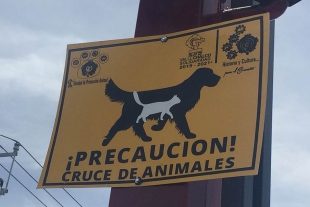 Con señalamientos, alertan sobre cruces para perros y gatos en Valle de Chalco