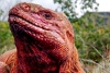 MISIÓN IGUANA ROSADA: Recaban nuevos datos en galápagos para conservar a singular especie