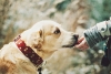 Un estudio explica por qué no se debe educar un perro a los gritos