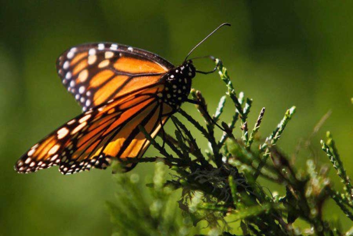 Canadá y Donato Guerra firman convenio para promover la protección de la mariposa monarca