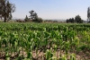 Derivado de la sequía registrada en el Edoméx, aumenta el precio del maíz