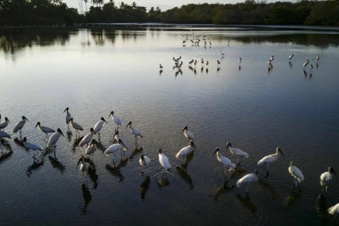 Según expertos, estos ecosistemas proporcionan agua limpia, producción de alimentos, protección contra inundaciones y almacenamiento de carbono
