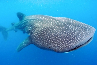 Tiburón Ballena; el único animal con dientes en los ojos