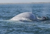 Nacen 34 crías de ballena gris en santuario de Ojo de Liebre
