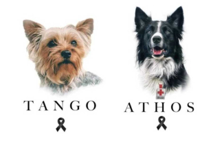 El Tribunal Colegiado del Vigésimo Segundo Circuito de Querétaro provocó una fuerte reacción entre defensores de los derechos animales