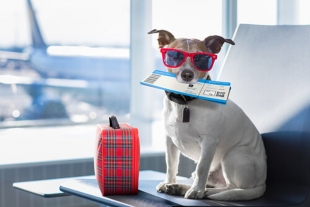 Conoce este nuevo aeropuerto Pet-Friendly