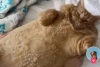 Gato gordo conquista las redes sociales gracias a su encanto y gran tamaño
