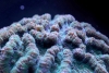 Científicos logran por primera vez la reproducción de un coral
