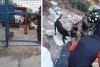 Rescatan FGJEM y PROPAEM a 19 caninos, durante cateo en inmueble de Coacalco