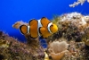 ¡SABEN CONTAR! Así es la peculiar forma que los peces payaso miden la amenaza de otras especies