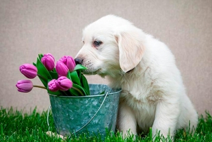 5 plantas pet friendly que debes tener en casa