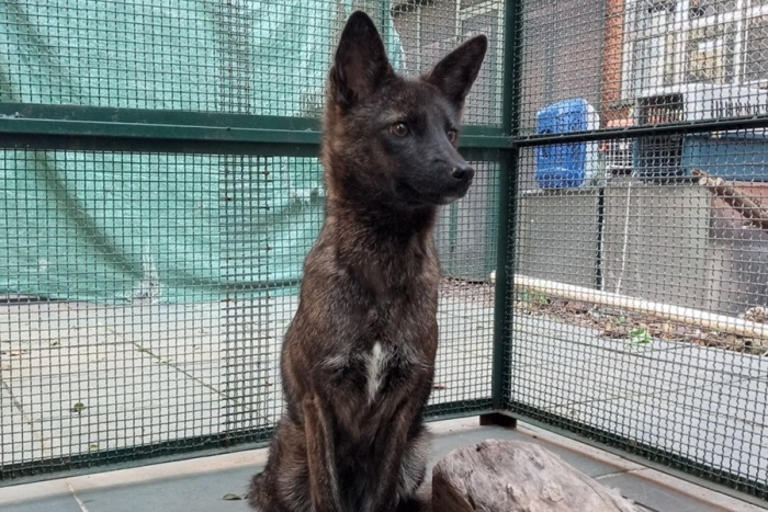 Gracias a un accidente, científicos descubren al primer híbrido perro-zorro