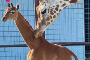 ¿Una jirafa sin manchas? Zoológico de EU le da la bienvenida a singular cría