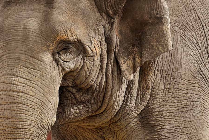 ¡Adiós, solitaria “Mali”! Fallece la última elefante que tenía Filipinas