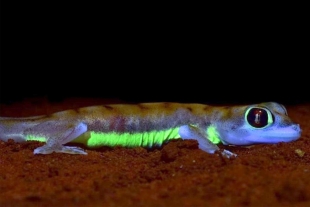 Descubren un gecko del desierto que brilla en la oscuridad