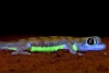 Descubren un gecko del desierto que brilla en la oscuridad