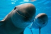 Ambientalistas presionan a México para salvar a la vaquita marina