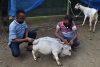 “Rani”,  que competirá por ser la más pequeña del mundo