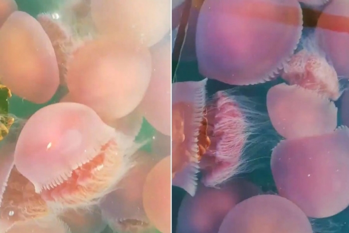Medusas rosadas inundan una playa filipina