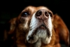 ¿SERÁ? Nueva píldora podría alargar la vida de los perros en Estados Unidos