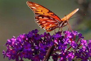 Los insectos polinizadores aparecieron hace 163 millones de años: estudio