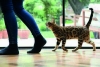¿Cuál es el significado de que los gatos sigan a sus dueños?