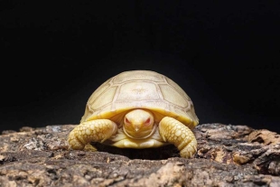 ¡Que belleza! Celebran el nacimiento de la primera tortuga albina de Galápagos